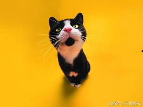 娱乐吃瓜君猫爷