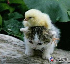 娱乐吃瓜小猫咪小说在线阅读